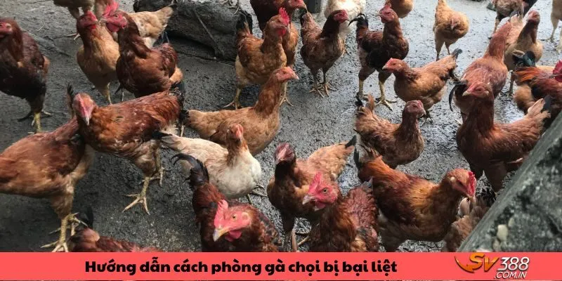 Hướng dẫn cách phòng gà chọi bị bại liệt