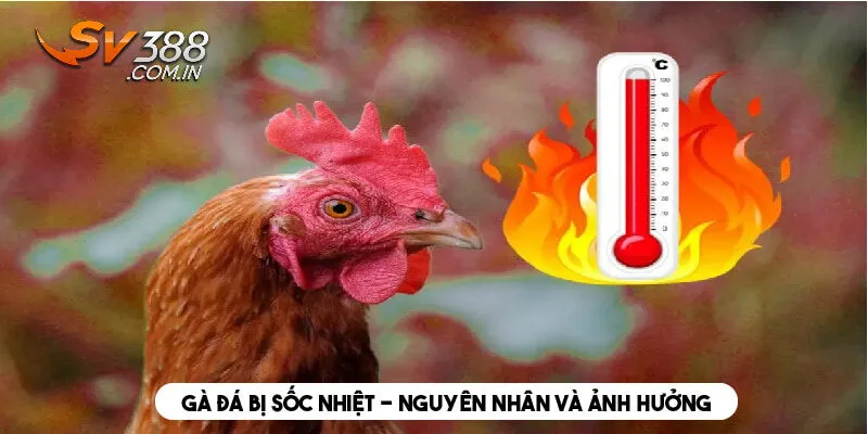 Gà đá bị sốc nhiệt - nguyên nhân và ảnh hưởng 